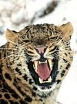 pic for wild amur leopard